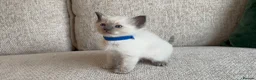 Ragdoll cats for sale: Ragdoll Babies - Advert 6
