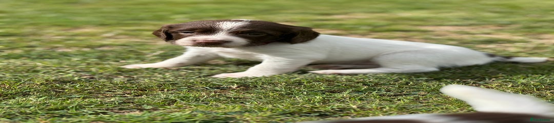 English Springer Spaniel Puppy 7