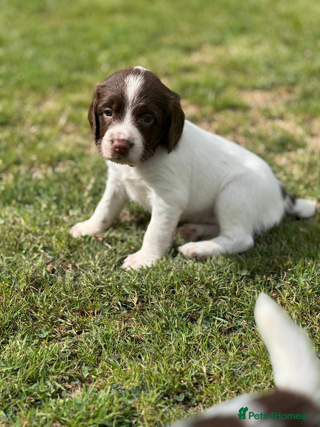 English Springer Spaniel dogs for sale: KC Registered Working Springer Spaniels  - Image 13
