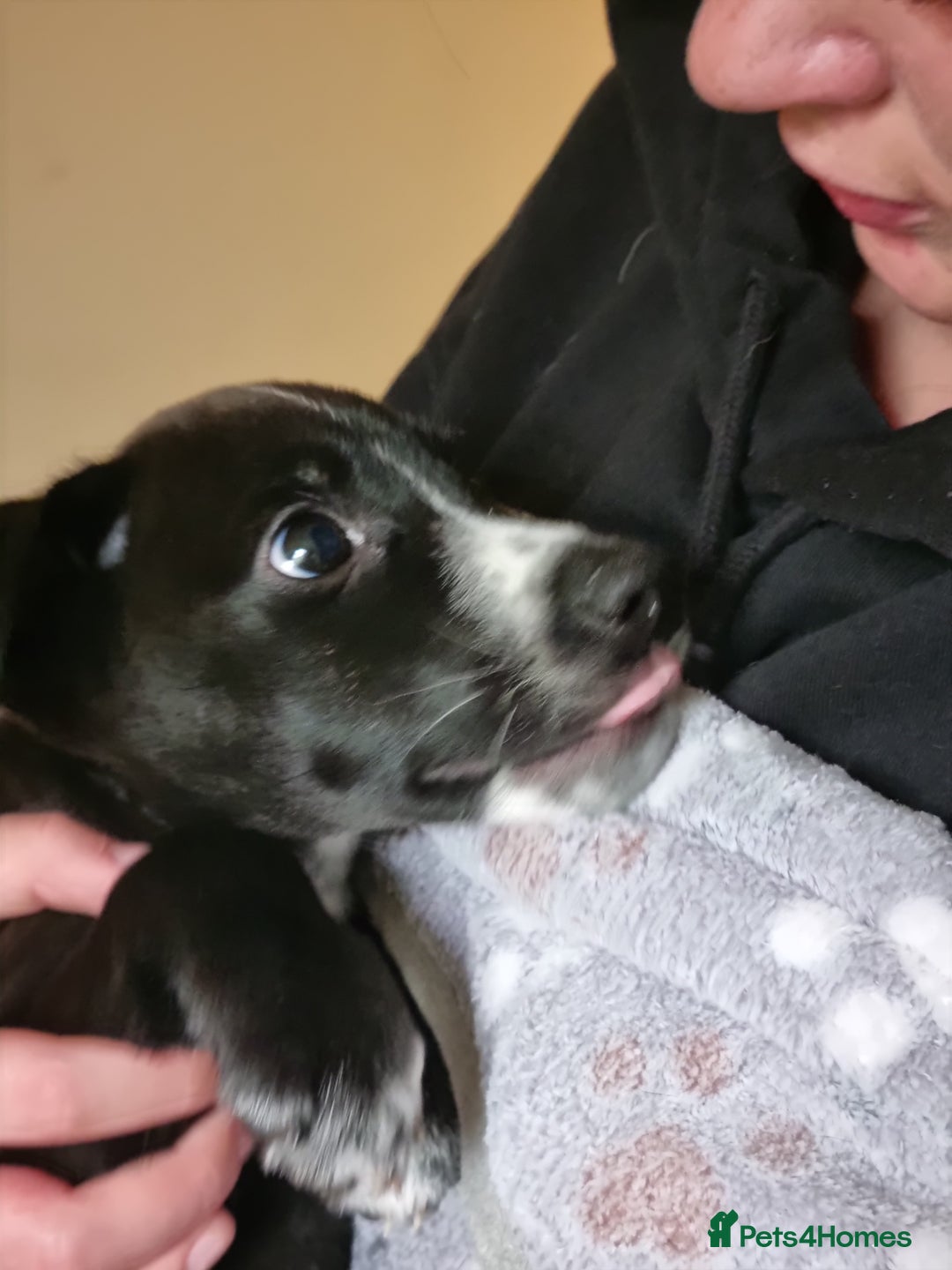 Mixed Breed dogs for sale: Mixed-Breed Puppies Ready for Their Forever Homes! - Image 1