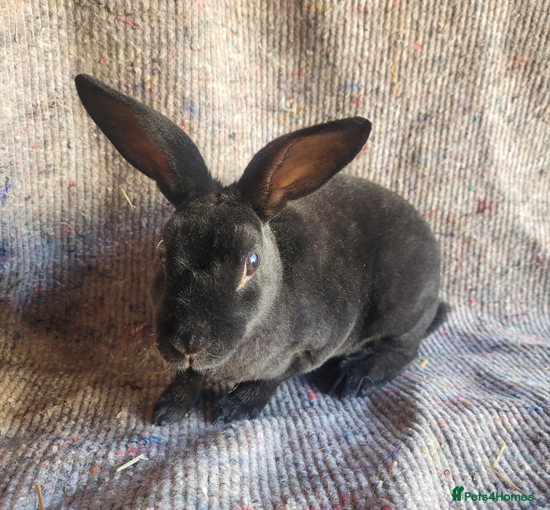 Rex rabbits for sale: 2 x stunning Mini Rex bucks  - Image 5