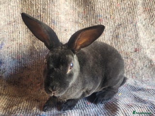 Rex rabbits - Advert 1