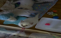 Ragdoll cats for sale: Gccf registered ragdoll kittens  - Image 15