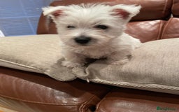 West Highland Terrier dogs for sale: West highland terrier  - Image 13