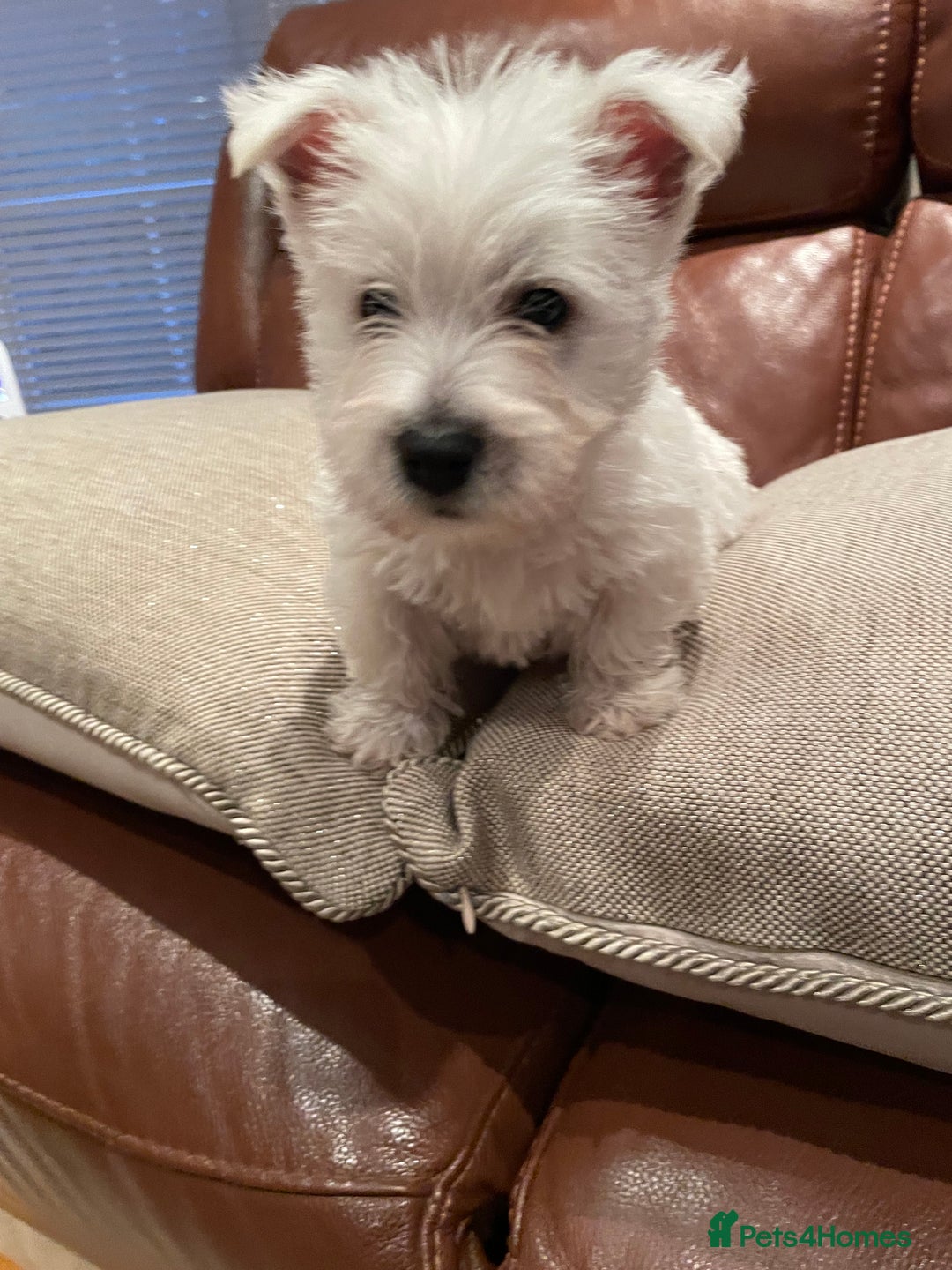 West Highland Terrier dogs for sale: West highland terrier  - Image 13