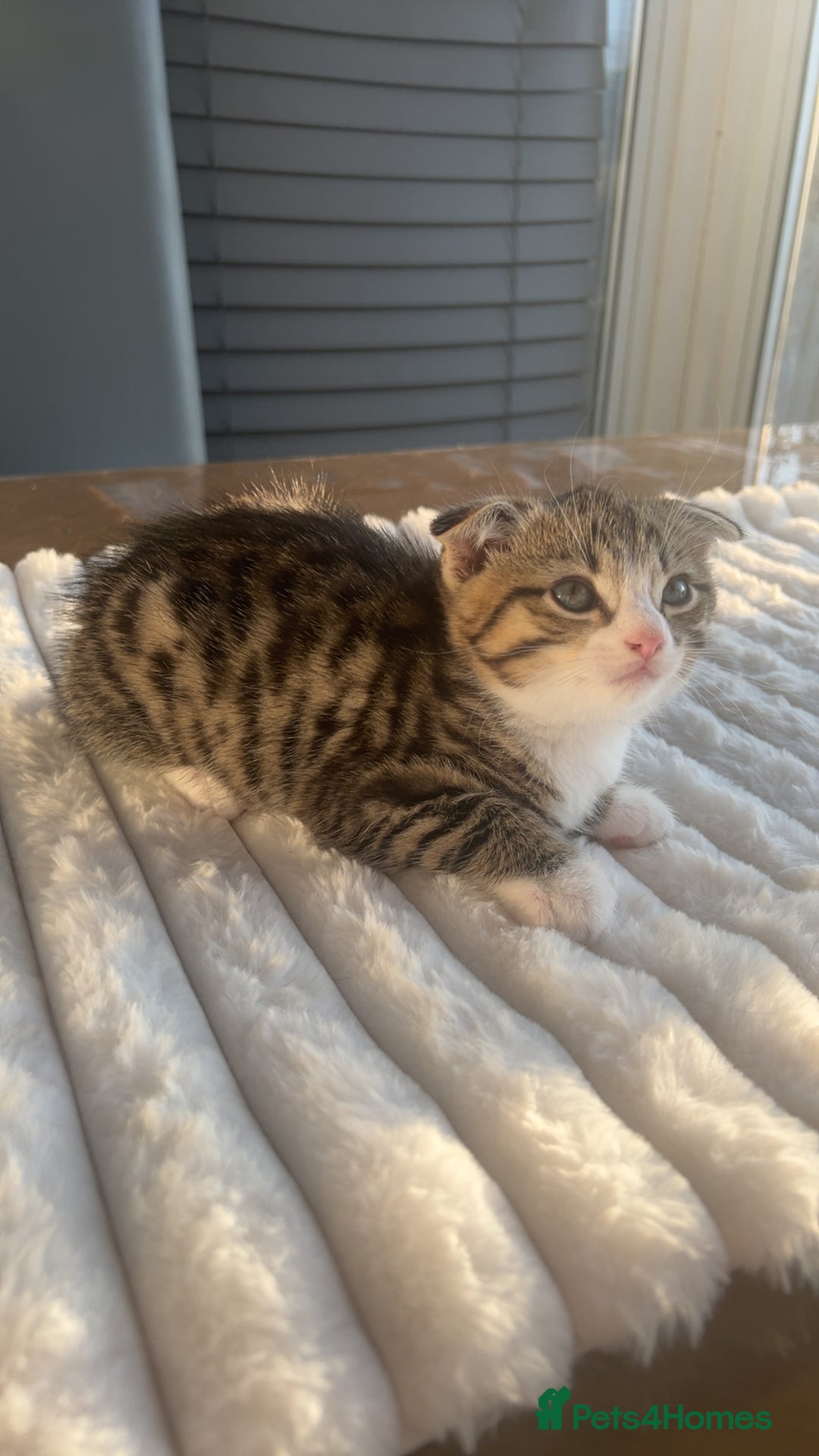 Scottish Fold cats for sale: Scottish Fold/ ALL PRICE NEGOTIABLE! 🐾  - Image 9