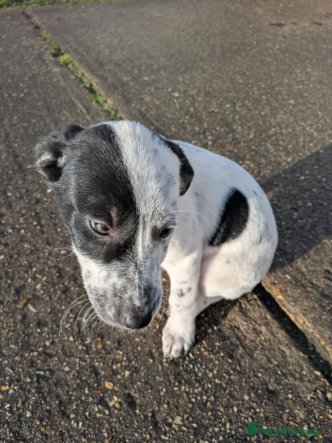 Mixed Breed dogs for sale: Beautiful Collie x Dalmatian Puppies - Advert 20