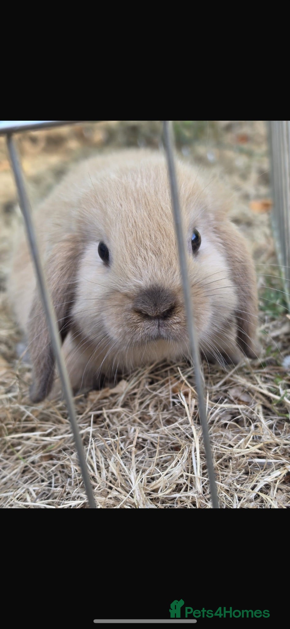 Mini Lop rabbits LAST 4 remaining !! - Advert 3