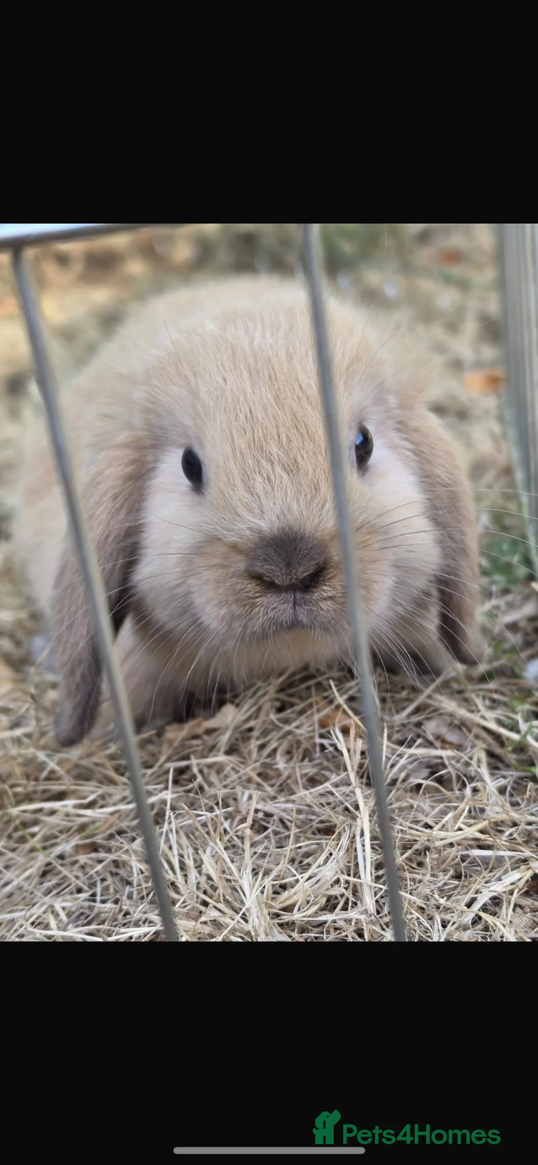 Mini Lop rabbits for sale: LAST 4 remaining !! - Advert 1
