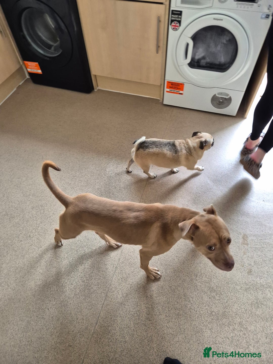 Mixed Breed dogs for sale: American Bull dog (cross) - Image 5