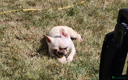 French Bulldog dogs for sale: Loving French Bulldog Looking For Suitable Home - Image 5