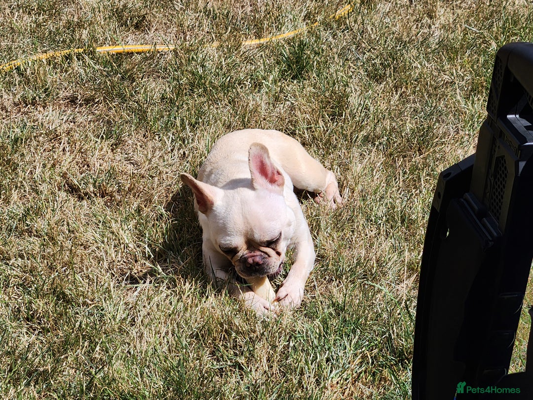 French Bulldog dogs for sale: Loving French Bulldog Looking For Suitable Home - Image 5