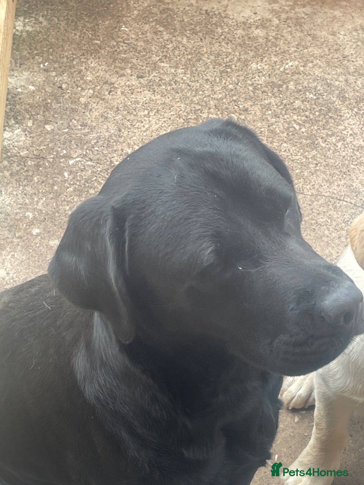 Labrador Retriever dogs For Sale Yellow Labrador Retriever female - Advert 5