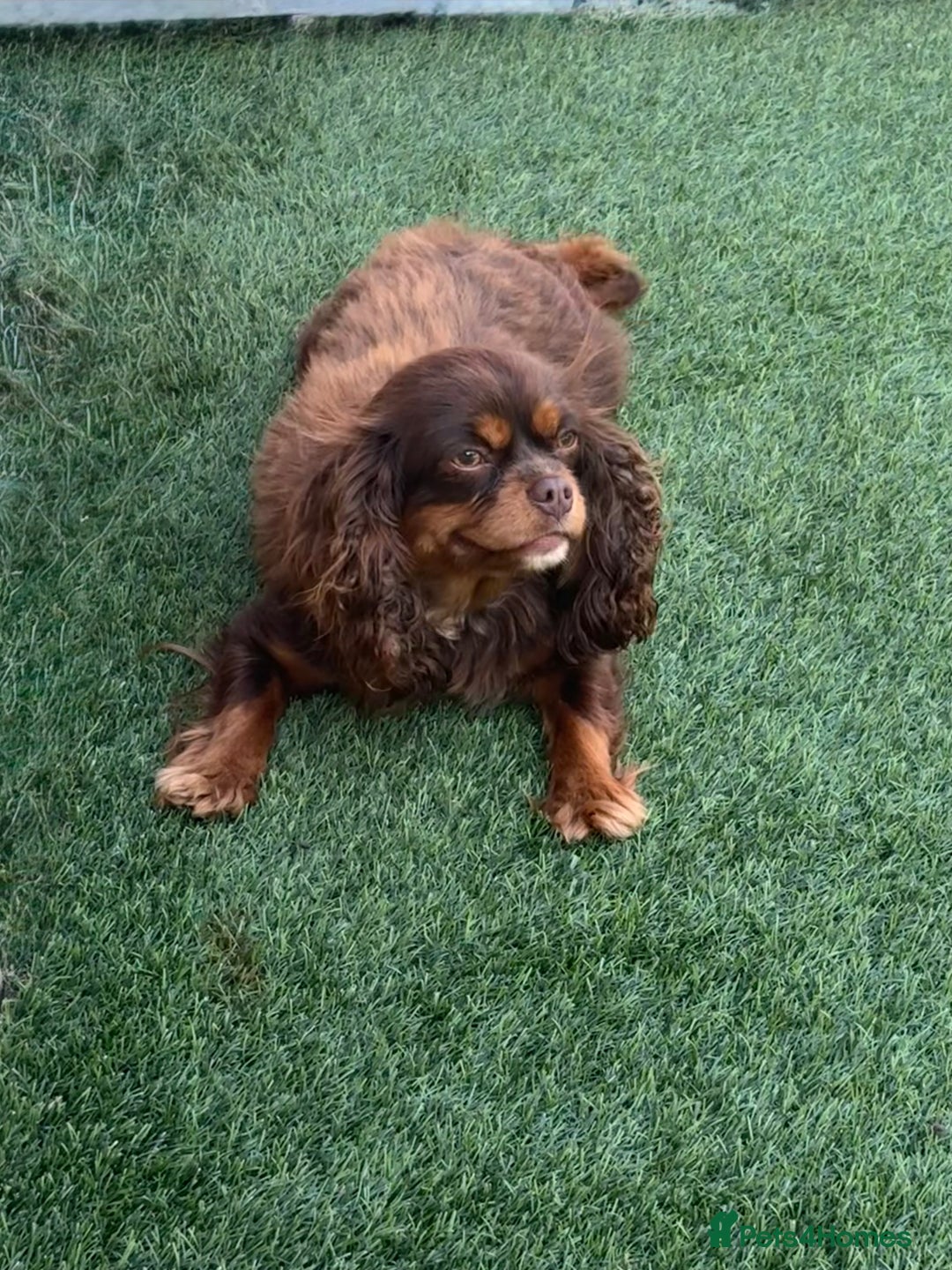 Cavalier King Charles Spaniel dogs for sale: Chocolate and tan cavalier - Image 2