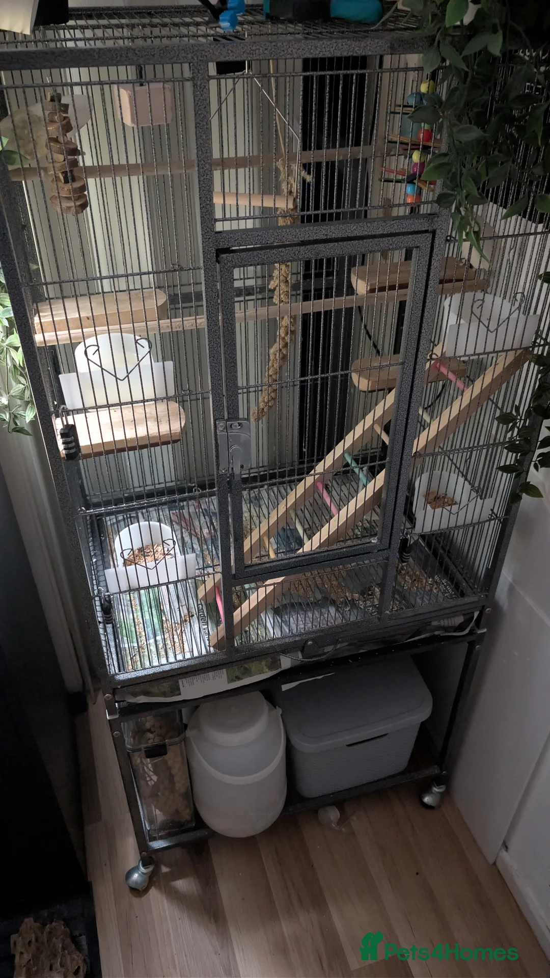 Parrots birds for sale: Blue Parrotlet + Sansibar UV + Large Cage  - Advert 1