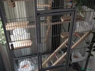 Parrots birds Blue Parrotlet + Sansibar UV + Large Cage - Advert 1