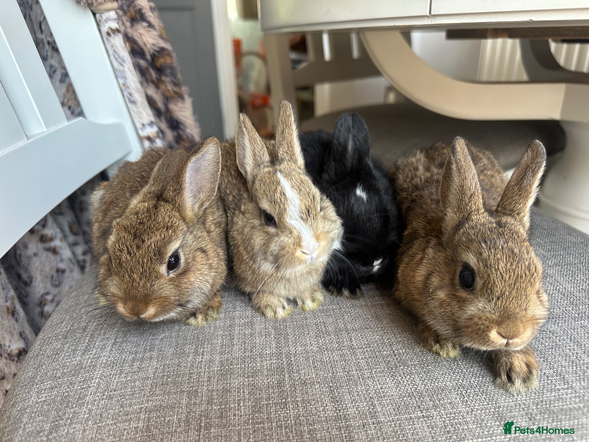Netherland Dwarf rabbits Lovely baby Netherlands dwarfs. - Advert 14