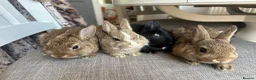 Netherland Dwarf rabbits for sale: Lovely baby Netherlands dwarfs. - Advert 1