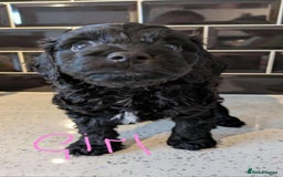 Cockapoo dogs for sale: Cockapoo puppys  - Image 7