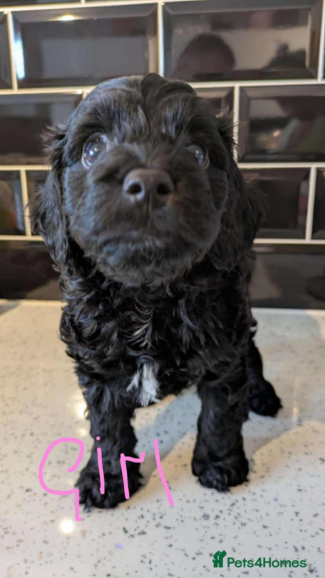 Cockapoo dogs for sale: Cockapoo puppys  - Image 7