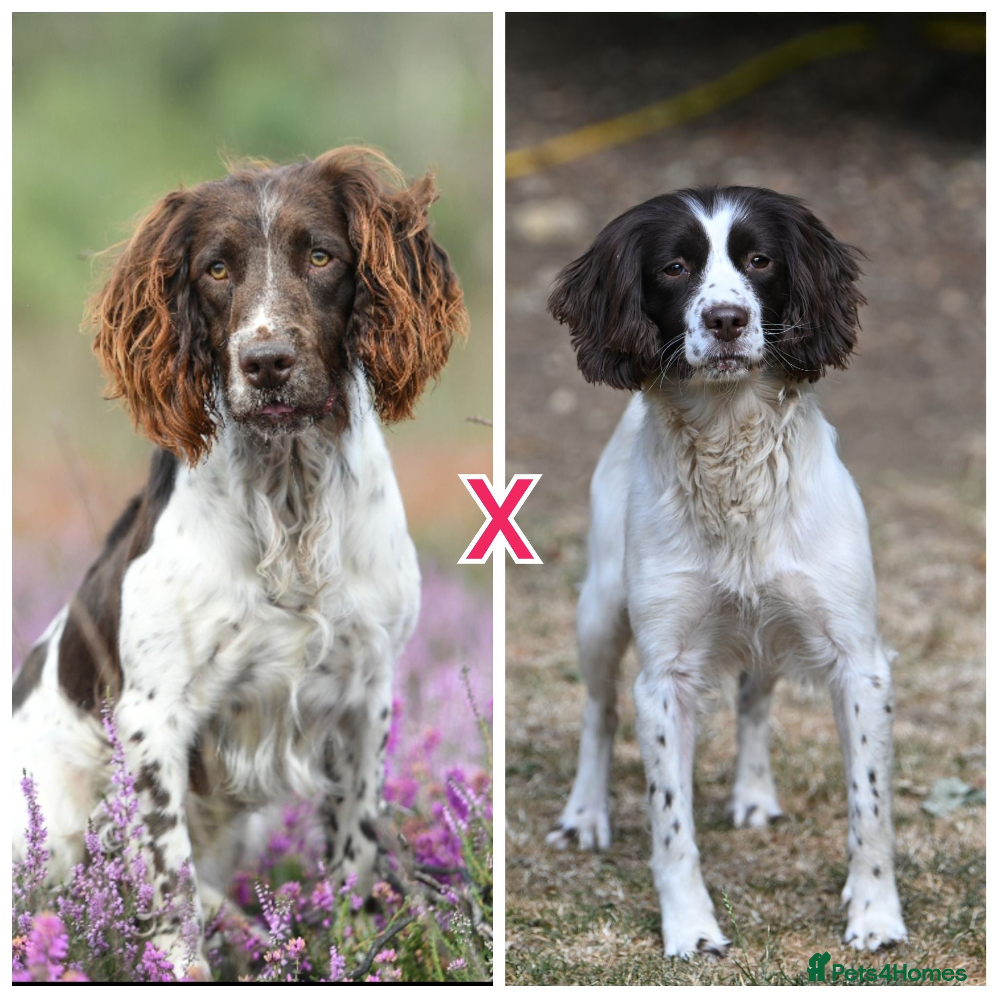 English Springer Spaniel dogs Kennel club registered Springer Spaniel Puppies - Advert 1