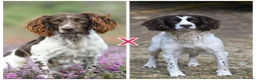 English Springer Spaniel dogs for sale: Kennel club registered Springer Spaniel Puppies - Advert 4