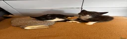 Mixed Breed cats for sale: Kitten ready for there forever home  - Advert 2