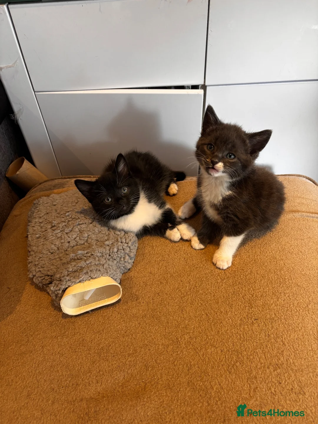 Mixed Breed cats for sale: Kitten ready for there forever home  - Advert 2