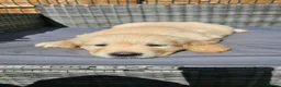 Golden Retriever dogs for sale: 3x KC golden retriever pups, ready 22nd June - Advert 17