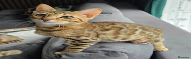 Gloria
