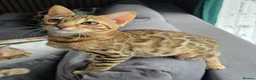 Bengal cats for sale: Ready NOW.. need go ASAP - Advert 11