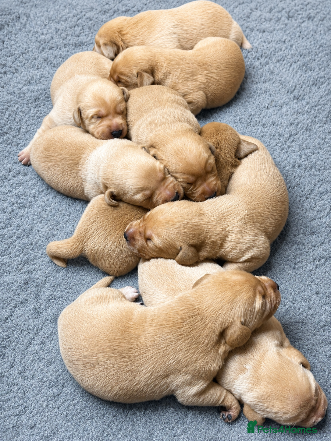 Labrador Retriever dogs for sale: Exceptional red fox Labrador  in Washington - Advert 1