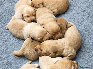 Labrador Retriever dogs Exceptional Kc red fox Labrador - Advert 1