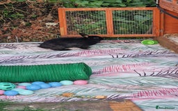 Mixed Breed rabbits for sale: 4 rabbits and a full set up for sale  - Image 2