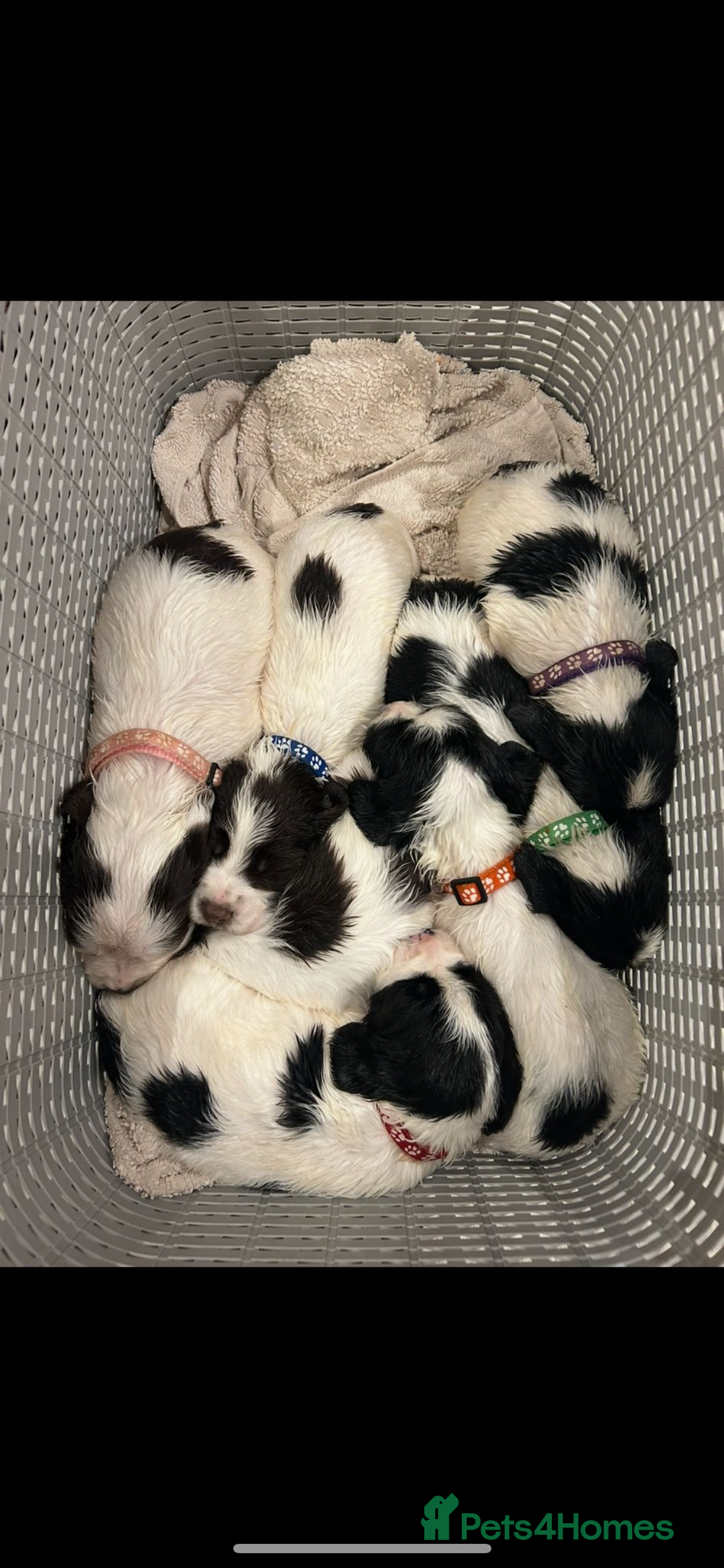 English Springer Spaniel dogs for sale: KC springer spaniel  - Advert 5