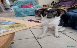 Mixed Breed dogs for adoption: Tilda  - Image 11