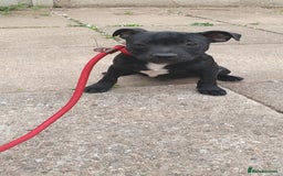 Staffordshire Bull Terrier dogs for sale: KC registeres Staffordshire bull terrier puppies - Image 13