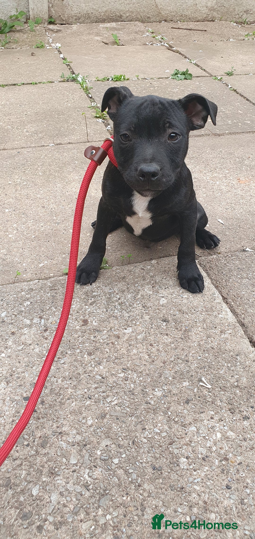 Staffordshire Bull Terrier dogs for sale: KC registeres Staffordshire bull terrier puppies - Image 13