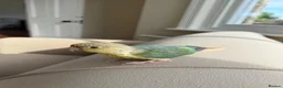 Conures birds for sale: Pineapple and Turquoise Conures - Advert 3
