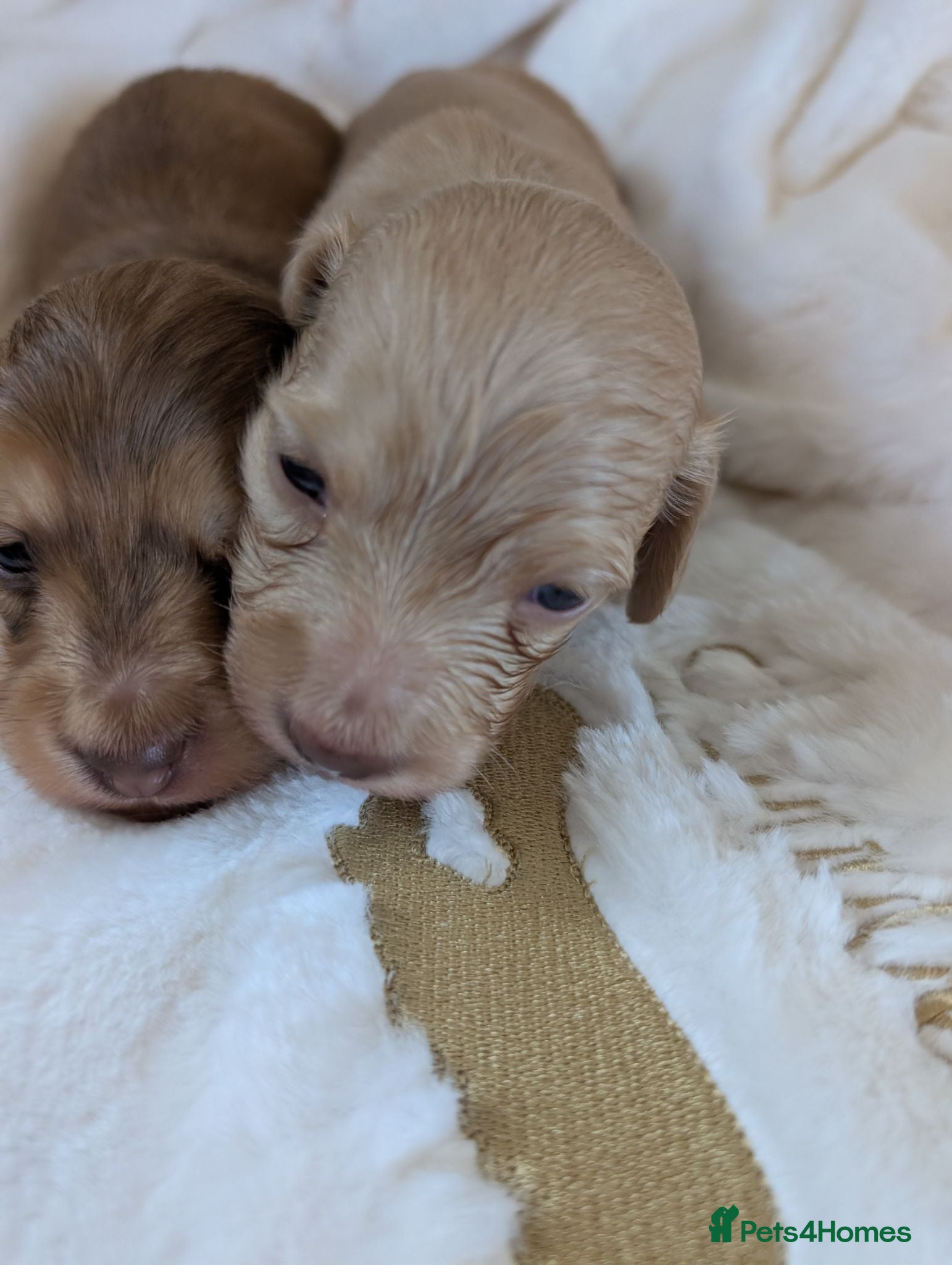 Miniature Dachshund dogs Beautiful boys - Advert 2