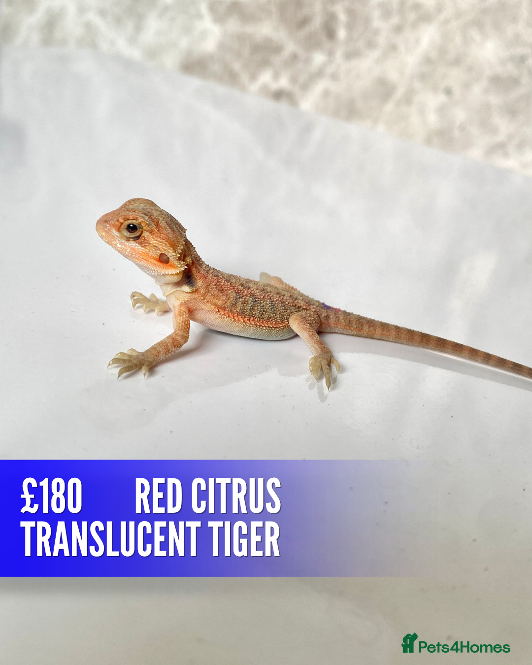 Bearded Dragon reptiles for sale: Baby dragons 1 month old  - Advert 1