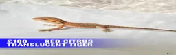Bearded Dragon reptiles for sale: Baby dragons 1 month old  - Advert 1