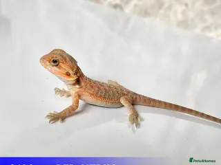 Bearded Dragon reptiles for sale: Baby dragons 1 month old - Advert 1