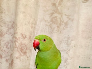 Parrots birds Beautiful green parrot - Advert 1