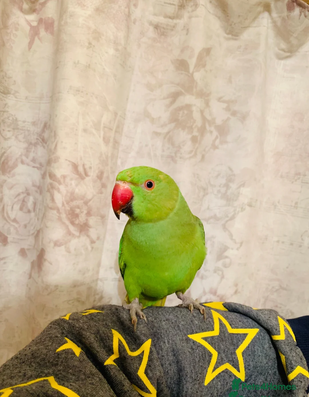 Parrots birds for sale: Beautiful green parrot  in Barrow-in-Furness - Advert 1