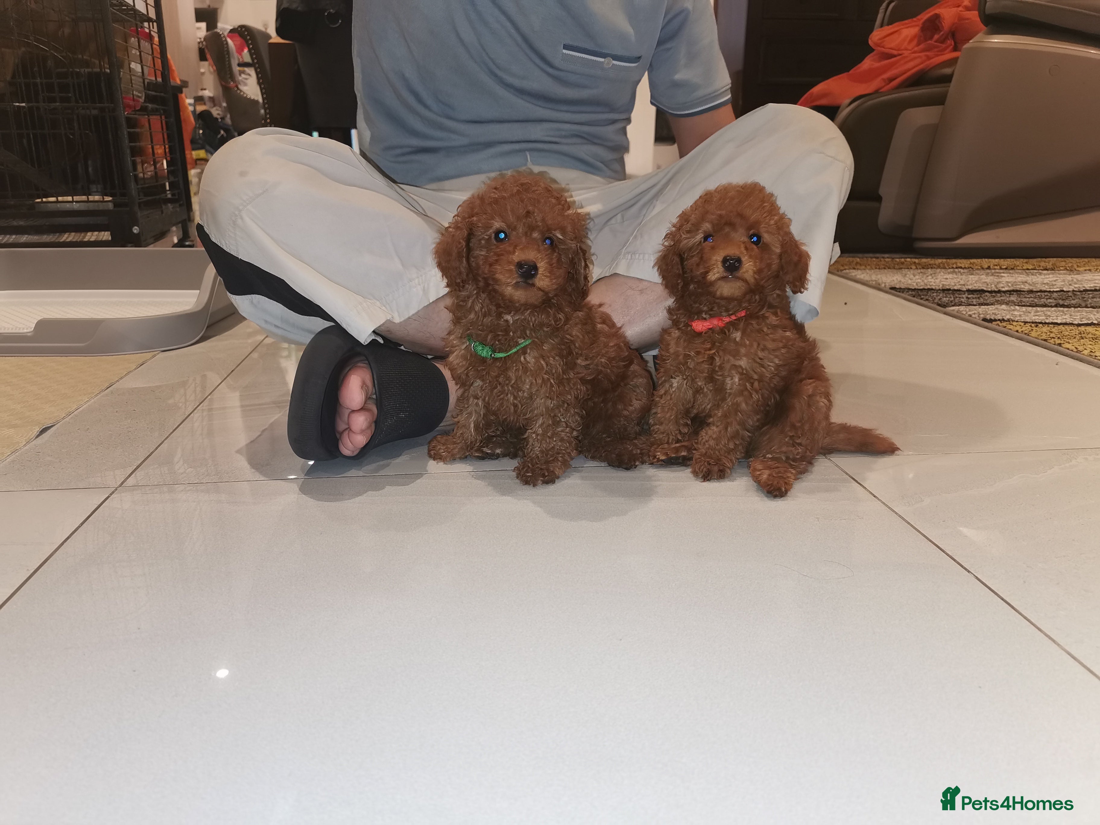 Toy Poodle dogs RED TOY POODLE PUPPY KC REG AND DNA CLEAR - Advert 2