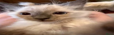 Ragdoll 1