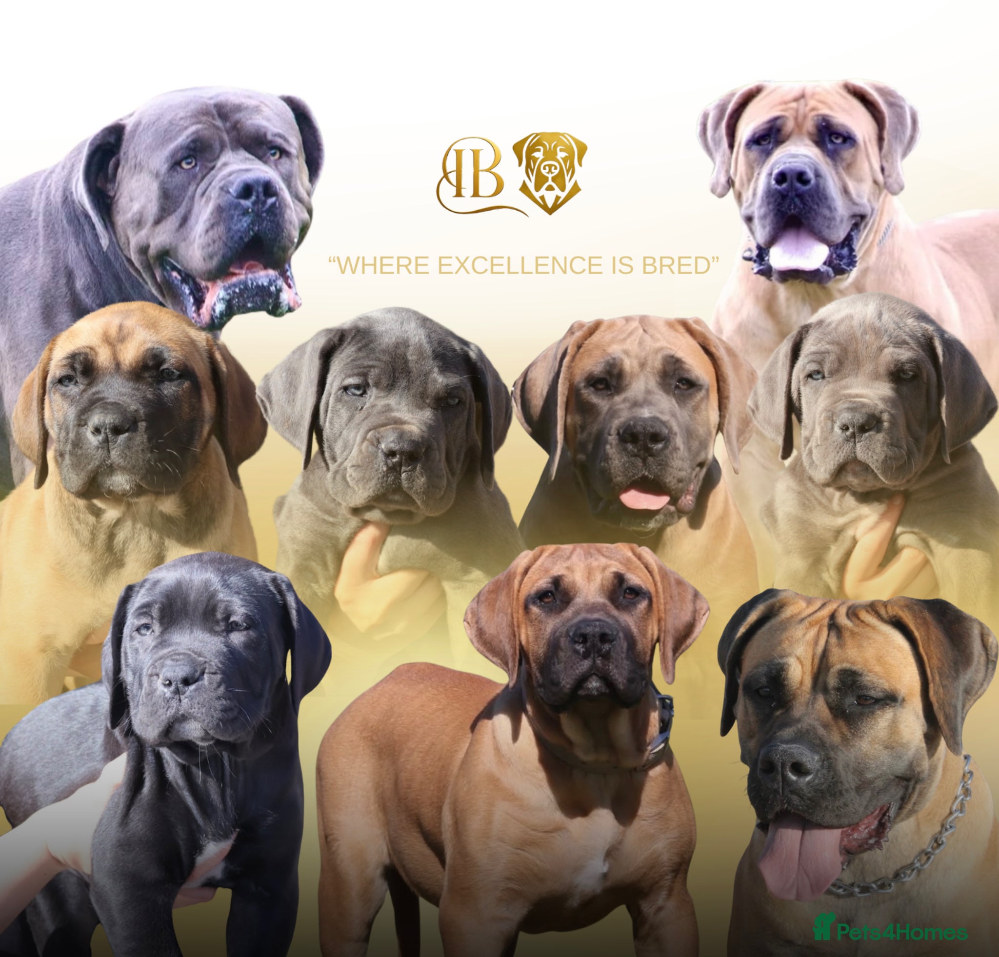 Boerboel dogs Imperial Boerboels  - Advert 3