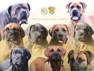 Boerboel dogs Imperial Boerboels - Advert 3