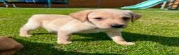 Labrador Retriever dogs for sale: Fox Red KC Registered Labradors 🐾🐾🐾 - Advert 6